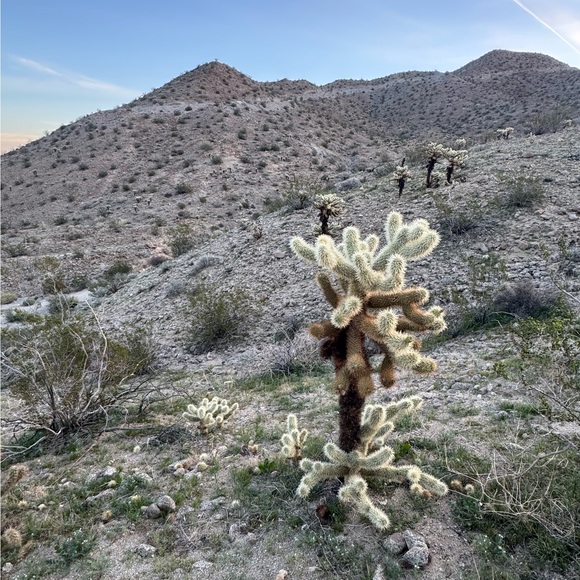 desertliving_